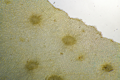 Dictyopteris muelleri