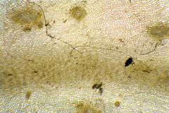 Dictyopteris muelleri