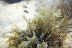 Dictyopteris muelleri