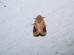 Dyrzela
