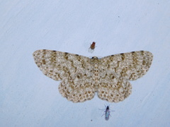 Catoria sublavaria