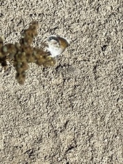 Brephidium exilis