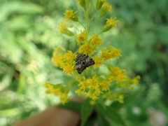 Choreutis diana