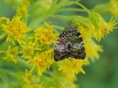 Choreutis diana
