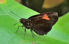 Koruthaialos rubecula