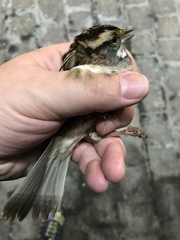 Zonotrichia albicollis