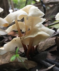 Marasmius pellucidus