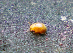 Adoxellus flavihirtus