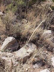 Muhlenbergia emersleyi