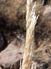 Muhlenbergia emersleyi