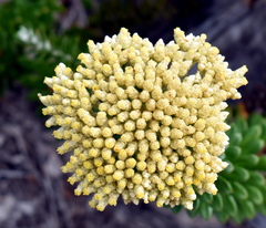 Cassinia denticulata