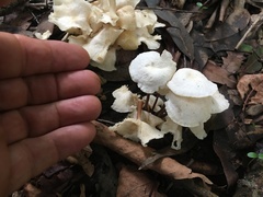 Marasmius pellucidus