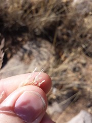 Muhlenbergia emersleyi