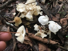 Marasmius pellucidus