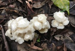 Marasmius pellucidus