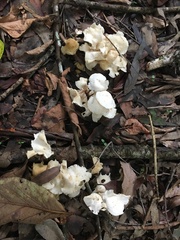 Marasmius pellucidus