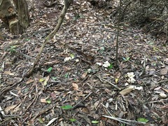 Marasmius pellucidus