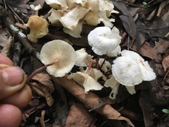 Marasmius pellucidus