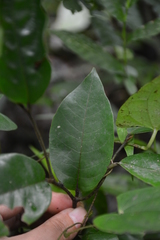 Trichocladus