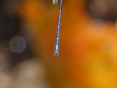 Lestoidea brevicauda