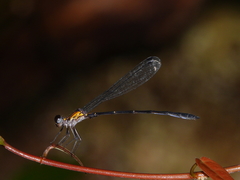 Lestoidea brevicauda