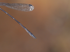 Lestoidea brevicauda