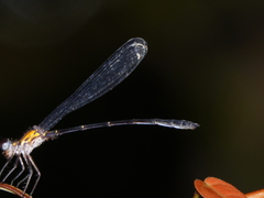 Lestoidea brevicauda