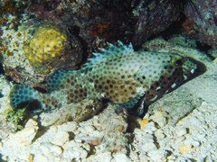 Epinephelus maculatus