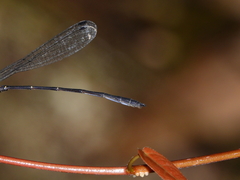 Lestoidea brevicauda