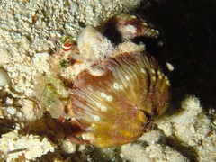 Calliactis polypus image