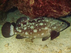 Epinephelus coeruleopunctatus
