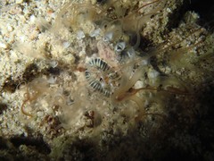 Isarachnanthus