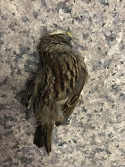 Zonotrichia albicollis