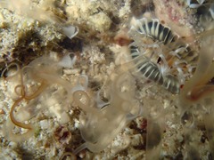 Isarachnanthus