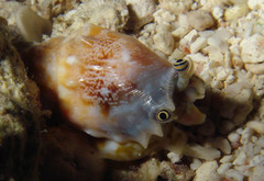 Tridentarius dentatus