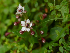 Micranthes melanocentra