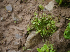 Micranthes melanocentra