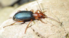 Brachinus crepitans