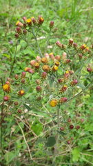 Pentanema squarrosum