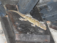 Hemidactylus prashadi