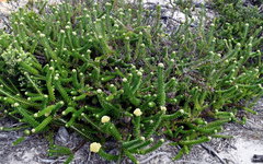 Cassinia denticulata