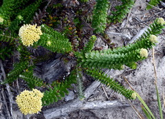 Cassinia denticulata