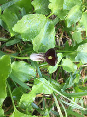Arisarum