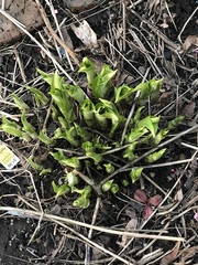 Hosta plantaginea
