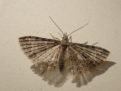 Alucita montana