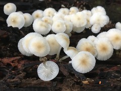Mycena yirukensis
