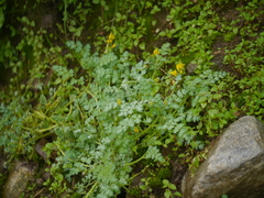 Corydalis moorcroftiana