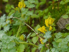 Corydalis moorcroftiana