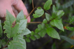 Rubus australis