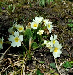 Primula vulgaris